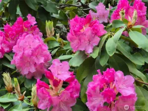 Flowering shrubs everywhere.