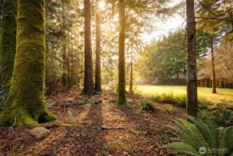 View from wooded area