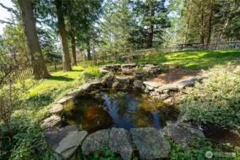 Coy pond in fenced yard
