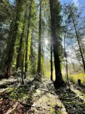 12+ Acres clost to Vashon's town, sunny, wooded and private.