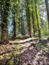 Room enough for your own forest walk.