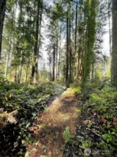 This 12+ acre parcel is both convient to town yet is very private. A great island sanctuary.