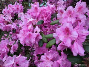 Flowers, mature trees, and apple trees are on the property.