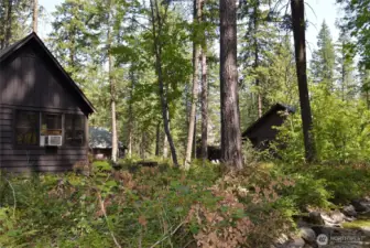 Lush forest surroundings