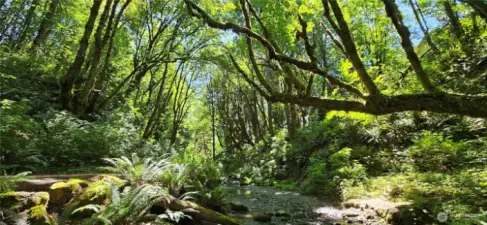 Honey Dew Creek Behind Community