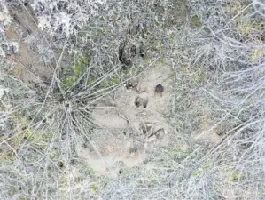 Buck and Doe prints all over the property