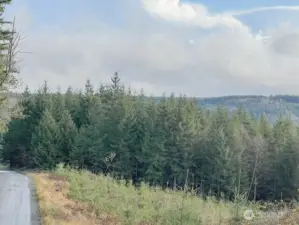 This is the West property line with well established Douglas fir trees. Watch your investment grow !