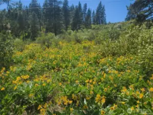 This photo is from last spring/summer with all the gorgeous wild daisies in full bloom