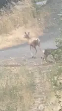 deer