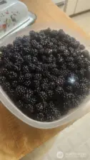 black berries