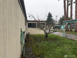 Don't be fooled, that is one great tasting apple tree apples!