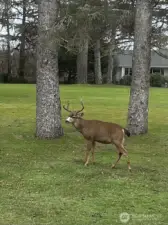 Frequent visitors all year long.