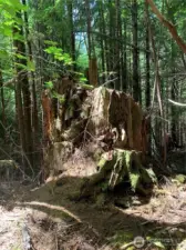 Old growth stumps scattered about property