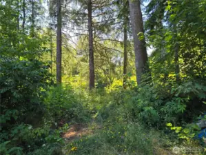 Path to the creek
