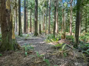 Forested acreage