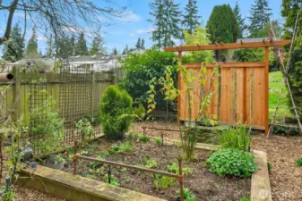 Backyard raised bed