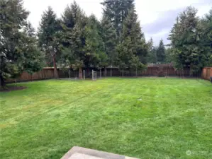 Dog Run in the Backyard