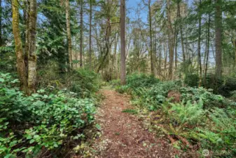Beautifully cleared, winding trail with access from SW 250th Way.