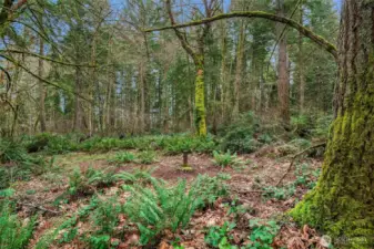 Meadows of sword ferns surround you as you walk the property.