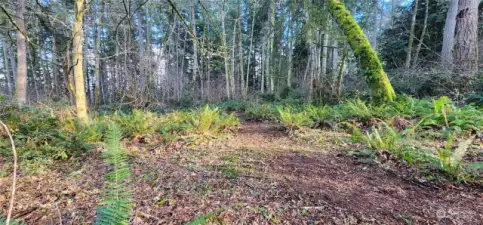 A large serene clearing with maples, fir, cedar and alders creating a picturesque border between you and the rest of the world.