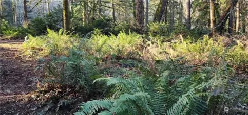 Meadows of sword ferns surround you as you walk the trail.