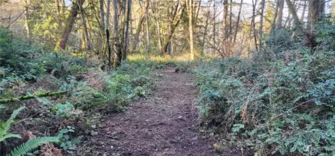 The landscape is vibrant with huckleberry, salal, ferns and multiple other native plants.