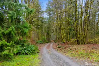 Along each side of the long, private driveway, you see daffodils pop up in the next month! It's absolutely beautiful!