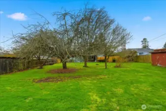 Large, Fenced Backyard with Fruit Trees