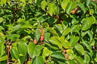 A close up view of the large kiwi orchard - on its way to producing another bumper crop this year!