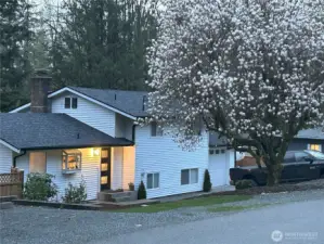 Magnolia tree in the spring!