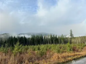 Well growing Douglas fir forest. Watch your investment grow !