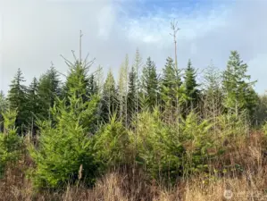 Great soils for wonderful tree growth.