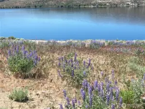 wildflowers