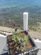 Fresh oysters for dinner anyone?