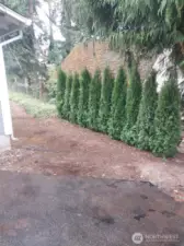Newly planted arborvitaes  for privacy from neighbors