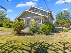 Large Monkey tree in front yard