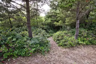 Path to beach
