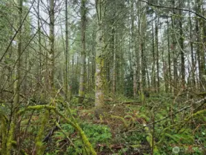 Mature conifer and hardwoods.