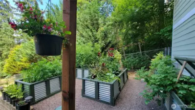 Custom raised beds that convey with the home. This is a photo of last years crop!