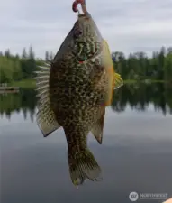 Stocked lake! Fish for Rainbow Trout, Cutthroat Trout and Pumpkinseed Sunfish.