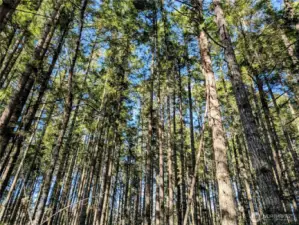 Very nice mature trees.