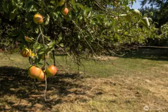 One of the many apple trees in the old orchard. Trees of various varieties of pears, plums, cherries, apples and nuts have been maintained through the decades.