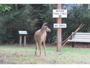 Miles of walking trails enjoyed by all.