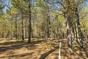 Property corners well identified