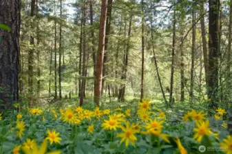 Arnica flowers blanket the forest here in early spring.