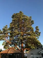 Catalpa in full bloom