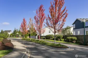 Lovely treelined entry