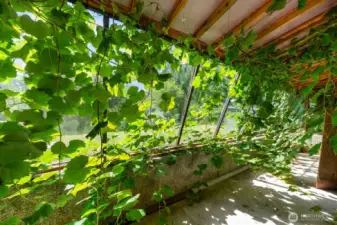 Grapevines with root bases and a space that creates a warm greenhouse to grow tomatoes and much more.