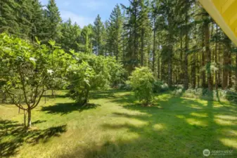 Fruit trees dot the open lawn, framed by towering pines that offer privacy, shade, and a true Northwest backdrop.