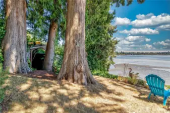 Majestic old cedar trees frame the landscape, adding depth, character, and timeless beauty to the view.